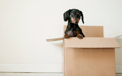 Tips for moving home with pets